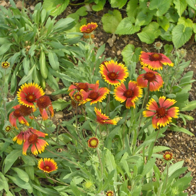 Gaillardia Kobold - Kokardebloem (Plant habit)