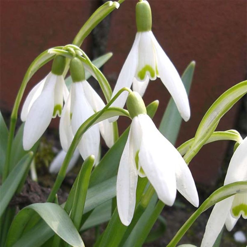 Galanthus nivalis - Sneeuwklokje (Flowering)