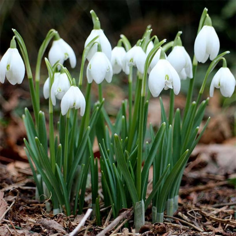 Galanthus nivalis - Sneeuwklokje (Plant habit)