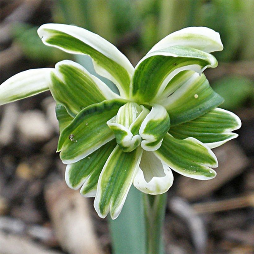 Galanthus nivalis Blewbury Tart - Sneeuwklokje (Bloei)