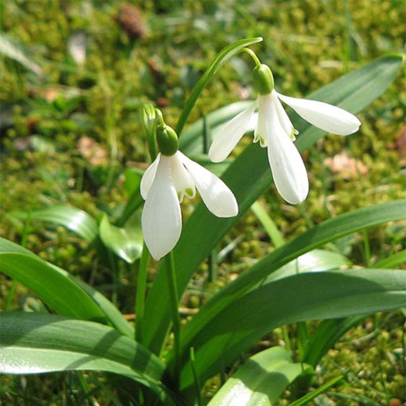 Galanthus woronowii - Glanzend sneeuwklokje (Bloei)