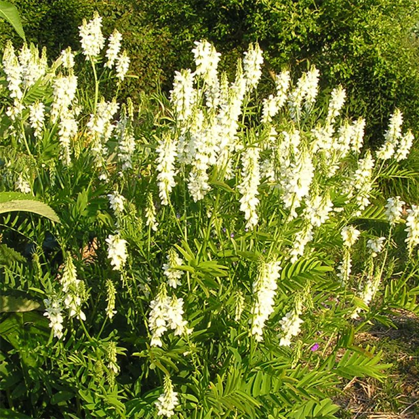 Galega hartlandii Alba - Geitenruit (Bloei)