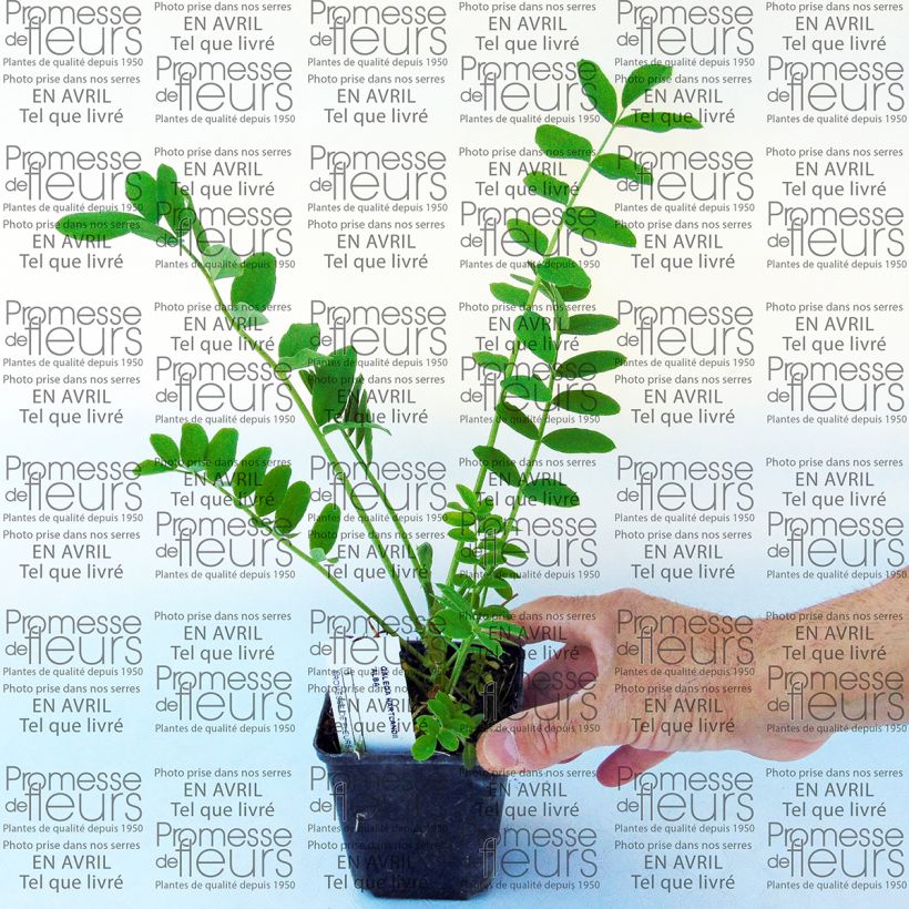 Voorbeeld van een exemplaar van Galega hartlandii Alba - Geitenruit Kweekpotje van 8/9 cm zoals geleverd