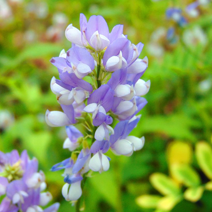Galega hartlandii Lady Wilson - Geitenruit (Bloei)