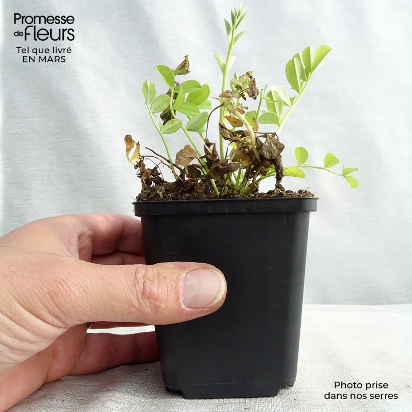 Example of Galega officinalis - Geitenruit Kweekpotje van 8/9 cm as you get in hiver