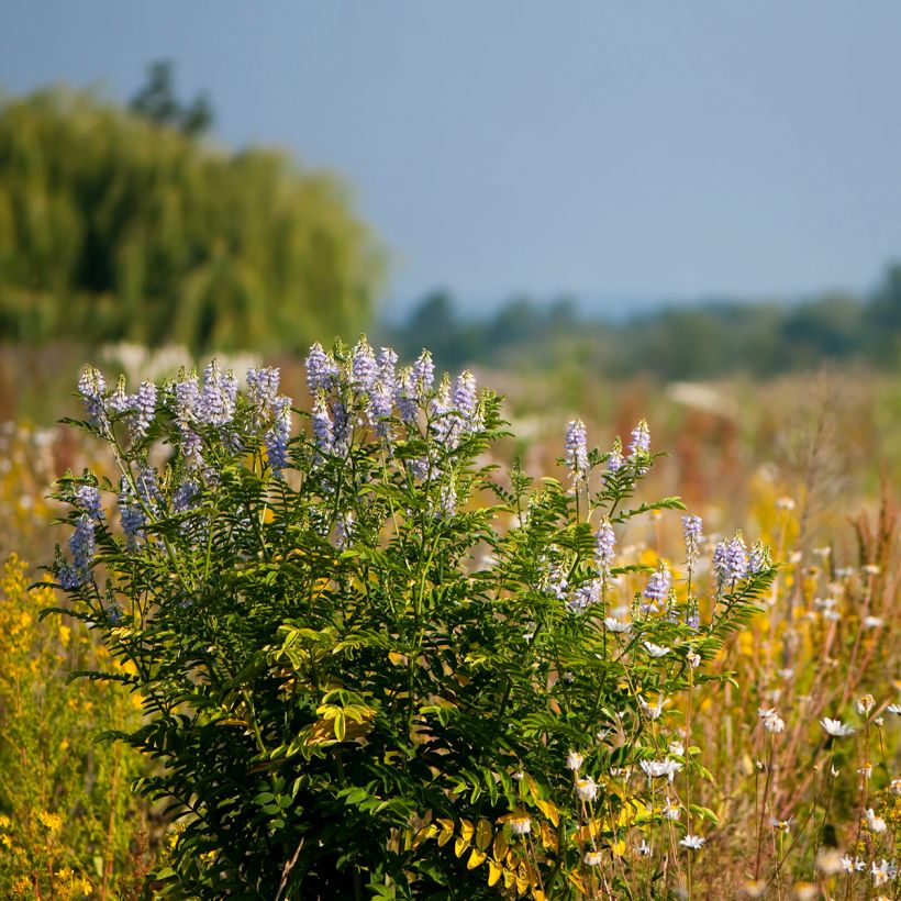 Galega officinalis - Geitenruit (Groeiplaats)