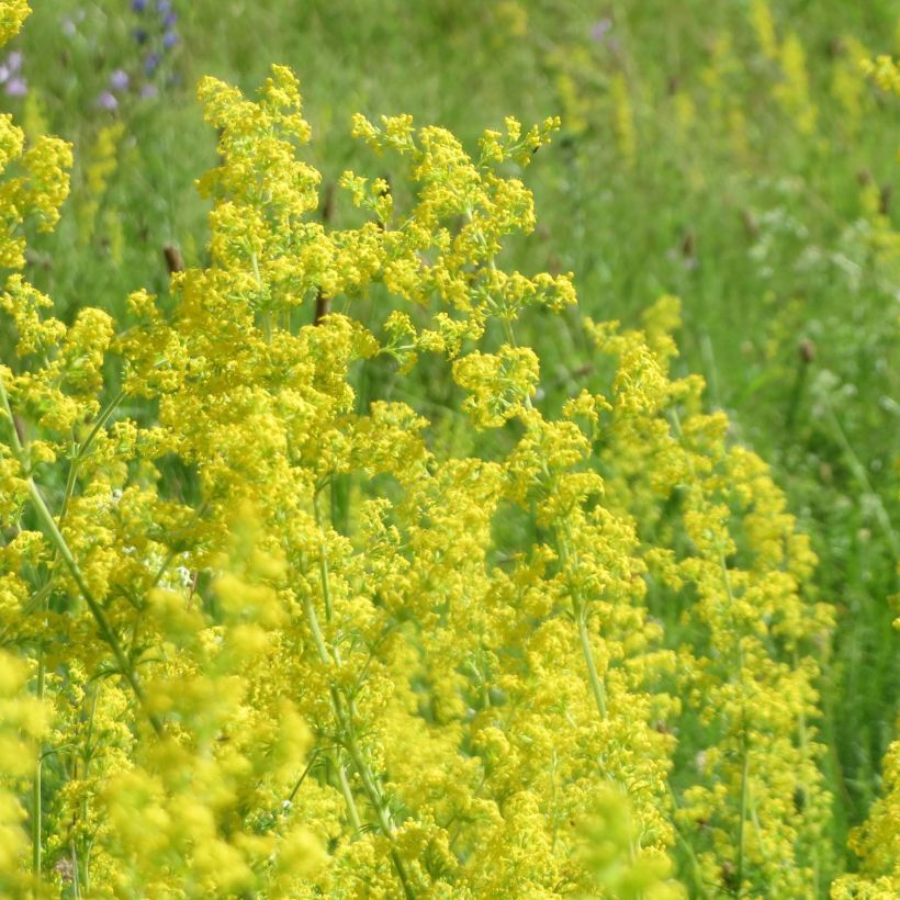 Galium verum - Geel walstro (Flowering)