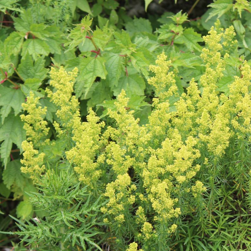 Galium verum - Geel walstro (Plant habit)