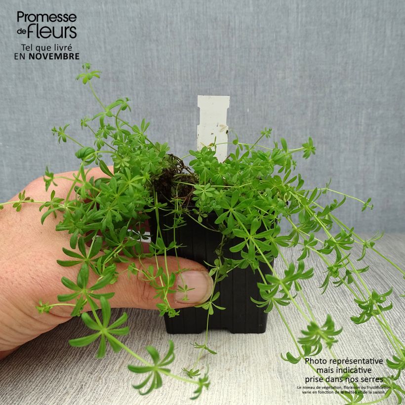 Exemplaar van Galium verum - Geel walstro Kweekpotje van 8/9 cm zoals geleverd in de herfst