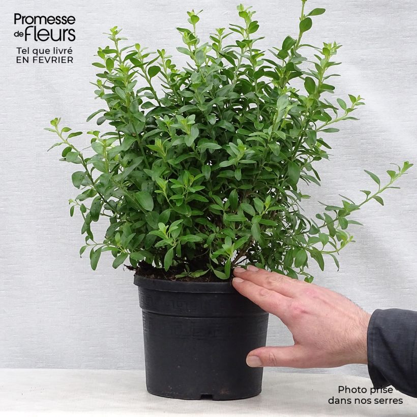 Example of Galvezia speciosa Pot van 3 l/4 l as you get in hiver