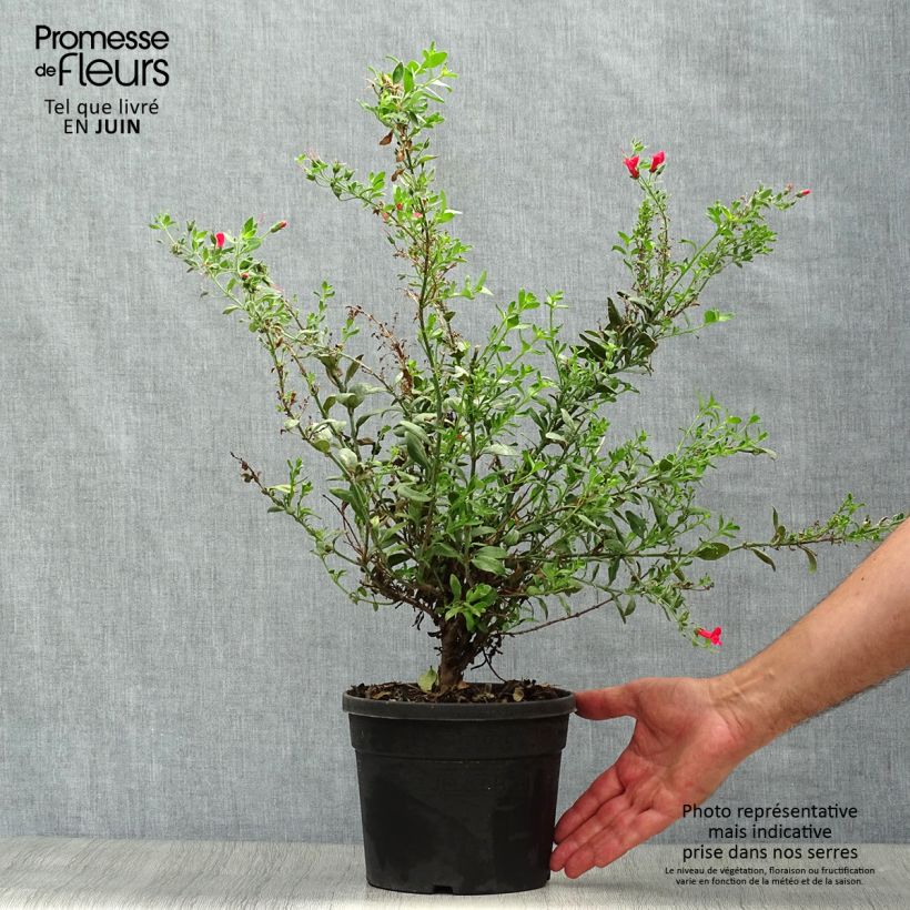 Exemplaar van Galvezia speciosa - Eilandse leeuwenbek Pot van 3 l/4 l zoals geleverd in de zomer