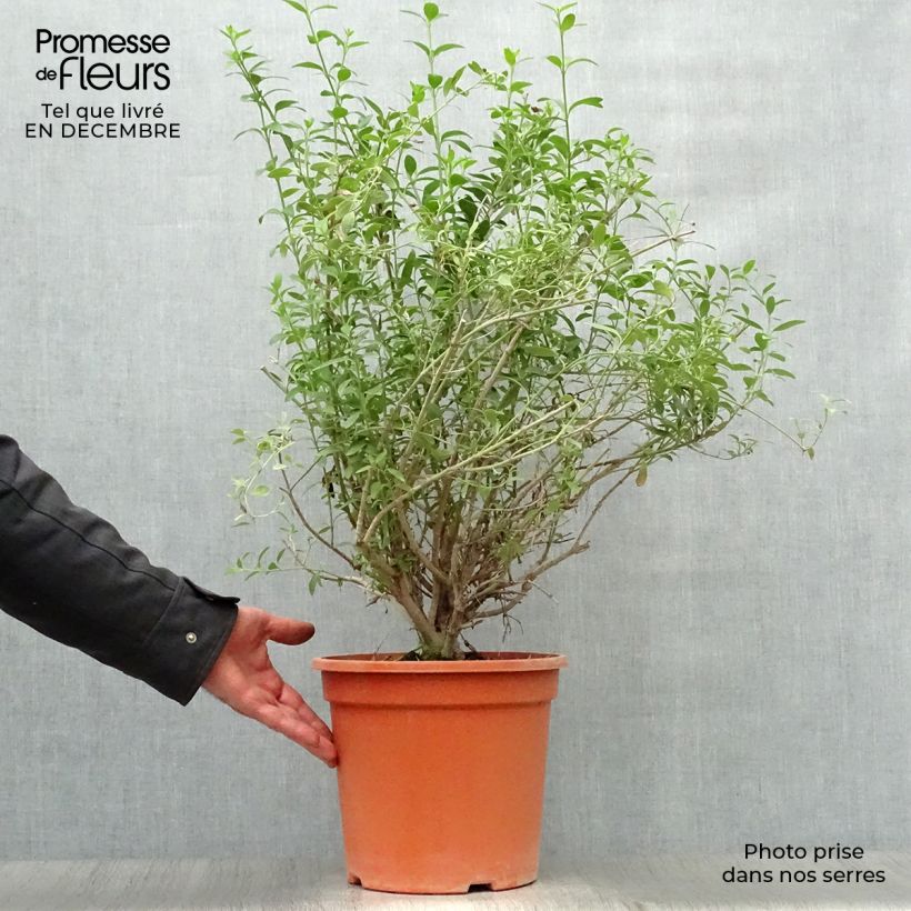 Example of Galvezia speciosa Pot van 7,5 l/10 l as you get in hiver