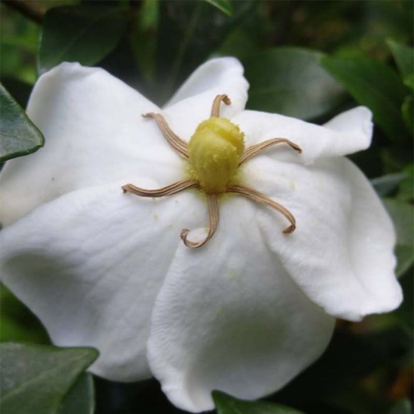 Gardenia jasminoides Sweetheart - Kaapse jasmijn (Flowering)
