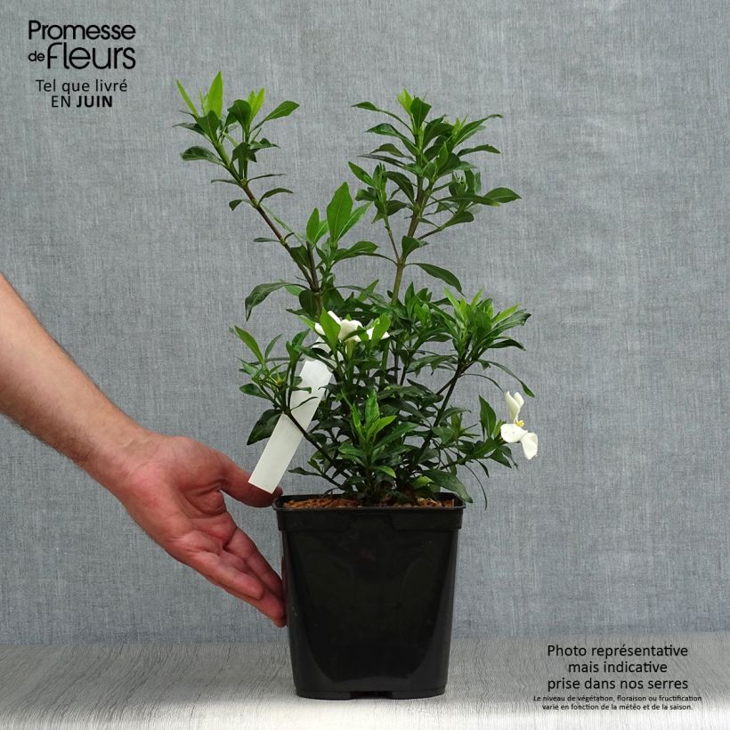 Exemplaar van Gardenia jasminoides Sweetheart - Kaapse jasmijn Pot van 2 l/3 l zoals geleverd in de zomer