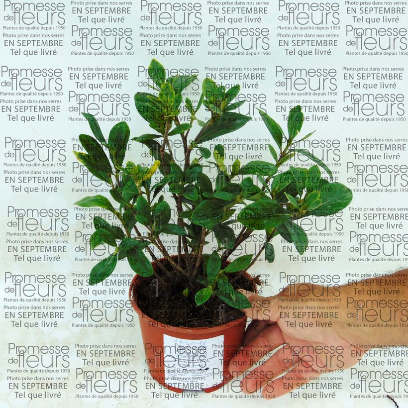 Example of Gardenia jasminoides Crown Jewel - Jasmin du Cap Pot van 1 l/1,5 l as you get