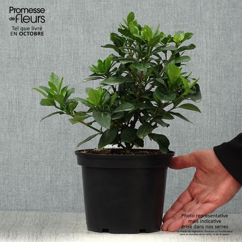 Exemplaar van Gardenia jasminoides Crown Jewel - Kaapse jasmijn Pot van 2 l/3 l zoals geleverd in de herfst