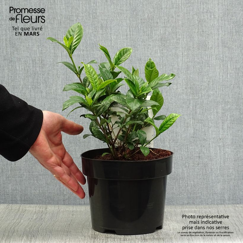 Exemplaar van Gardenia Double Diamonds - Kaapse jasmijn Pot van 3 l/4 l zoals geleverd in de lente