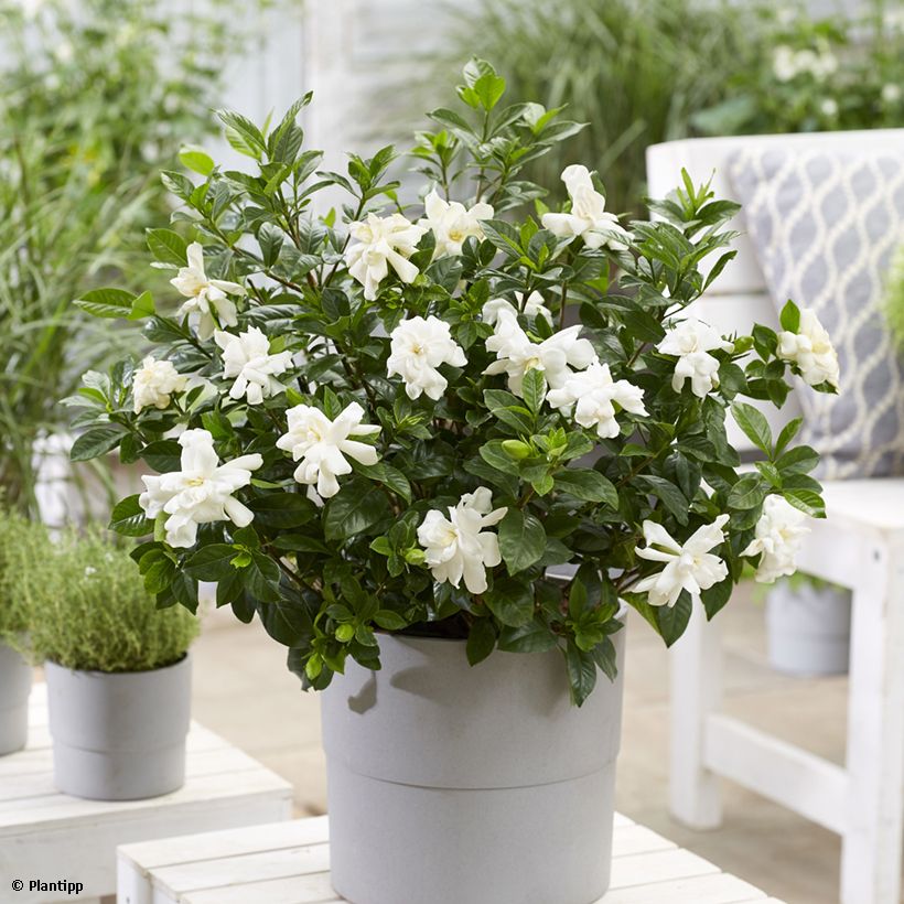 Gardenia Double Diamonds - Kaapse jasmijn (Plant habit)