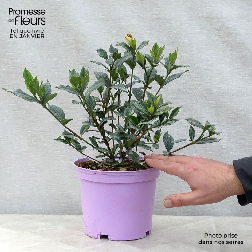 Example of Gardenia jasminoides Double Mint Pot van 2 l/3 l as you get in hiver