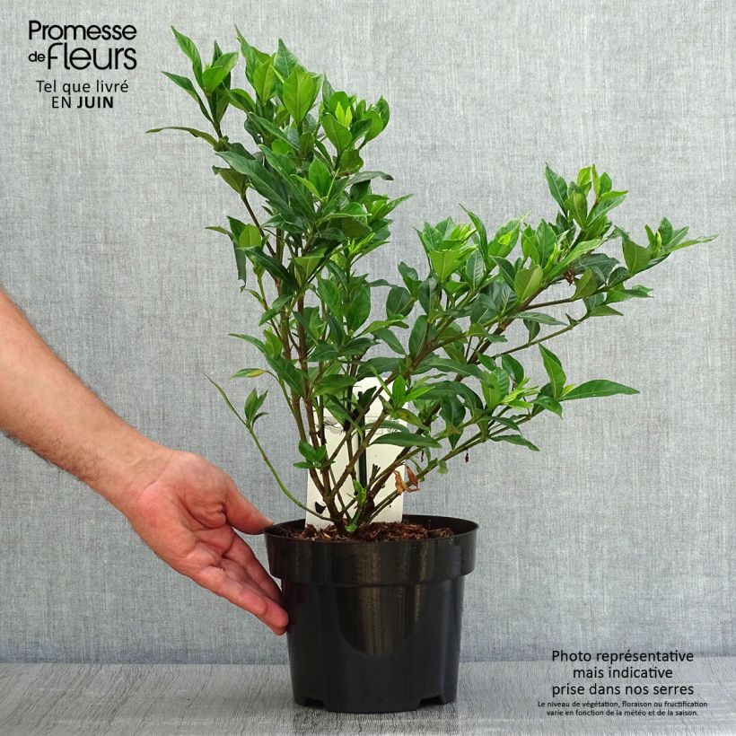 Exemplaar van Gardenia jasminoides Double Mint - Kaapse jasmijn Pot van 2 l/3 l zoals geleverd in de zomer