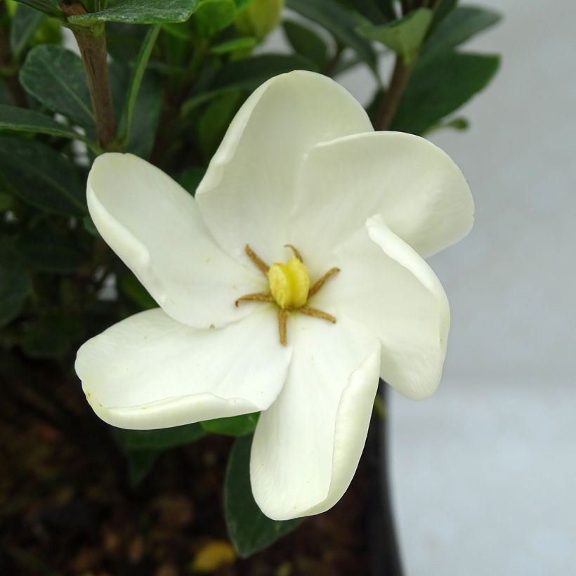 Gardenia jasminoides Kleim's Hardy - Kaapse jasmijn (Flowering)