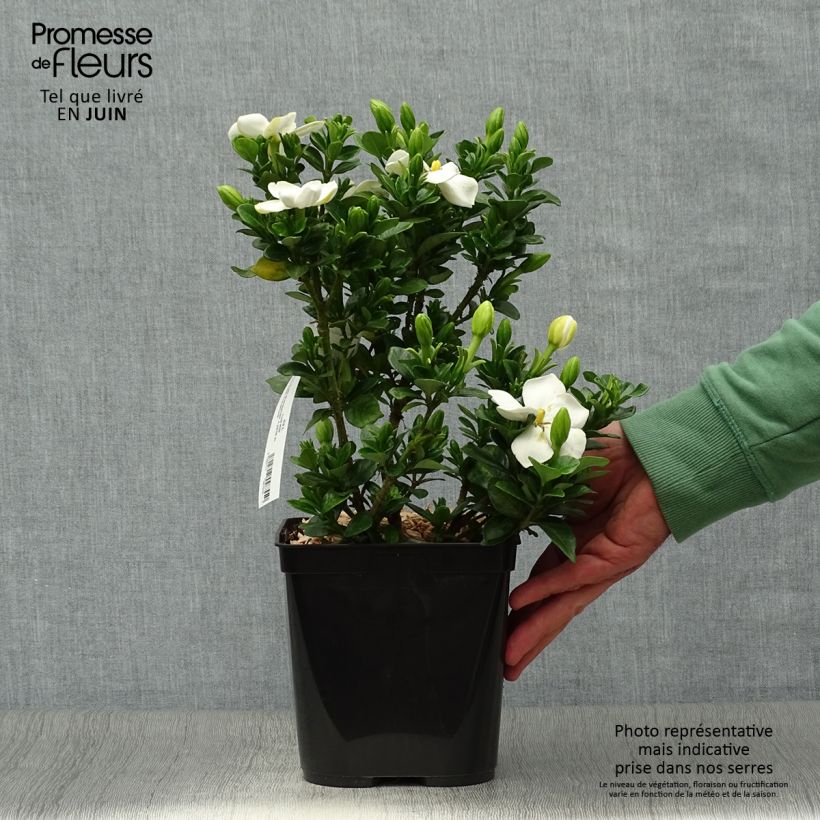 Exemplaar van Gardenia jasminoides Kleim's Hardy - Kaapse jasmijn Pot van 2 l/3 l zoals geleverd in de zomer