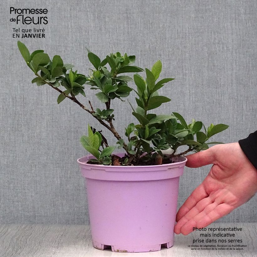 Example of Gardenia jasminoides Kleim's Hardy - Kaapse jasmijn Pot van 2 l/3 l as you get in hiver
