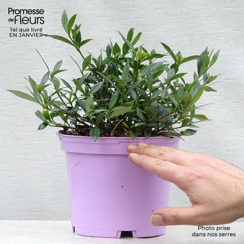 Example of Gardenia jasminoides Perfumed Petticoats - Kaapse jasmijn Pot van 2 l/3 l as you get in hiver