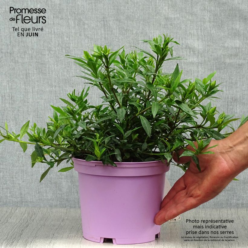 Exemplaar van Gardenia jasminoides Perfumed Petticoats - Kaapse jasmijn Pot van 2 l/3 l zoals geleverd in de zomer