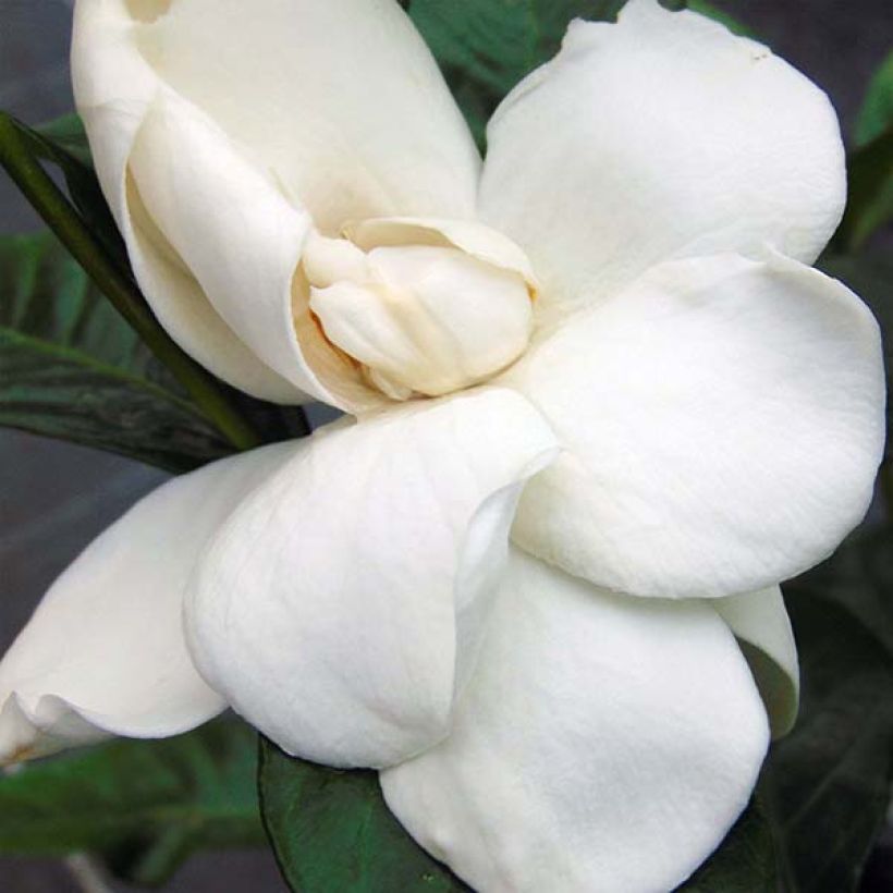 Gardenia jasminoides Summer Snow - Kaapse jasmijn (Flowering)