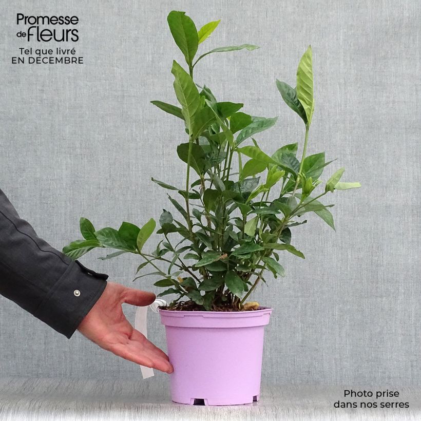 Example of Gardenia jasminoides Summer Snow Pot van 3 l/4 l as you get in hiver