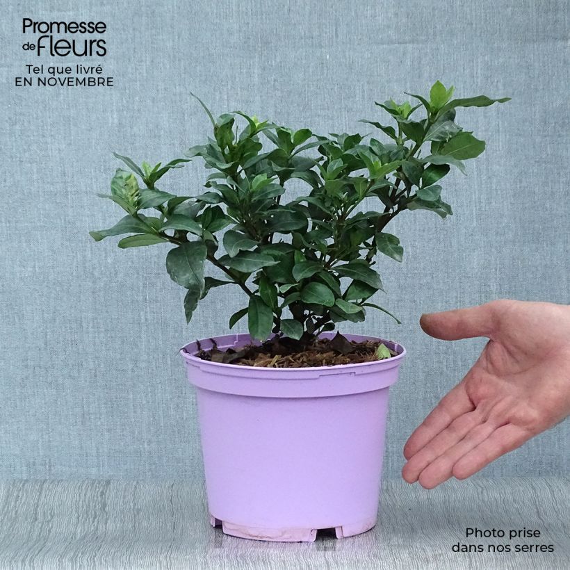 Exemplaar van Gardenia Pinwheel - Kaapse jasmijn Pot van 2 l/3 l zoals geleverd in de herfst