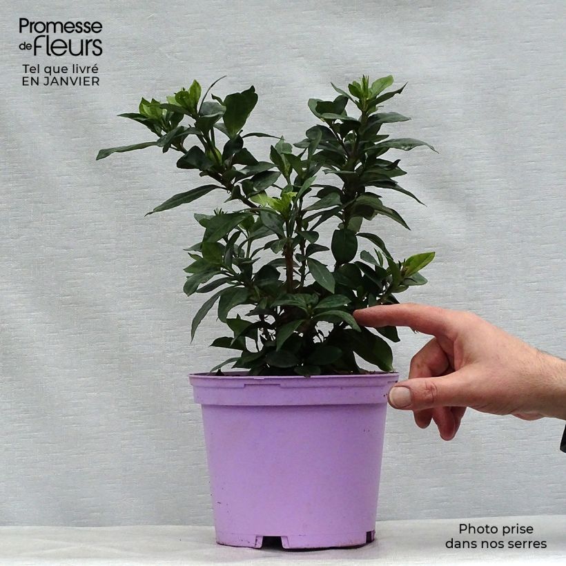 Example of Gardénia rustique Pinwheel Pot van 2 l/3 l as you get in hiver