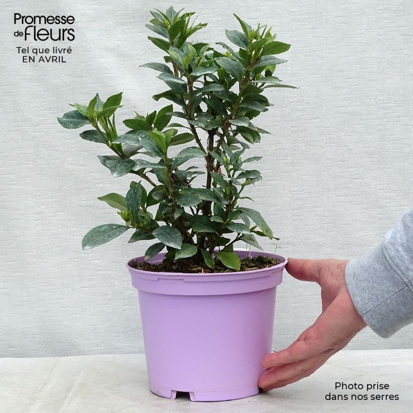 Exemplaar van Gardenia Pinwheel - Kaapse jasmijn Pot van 2 l/3 l zoals geleverd in de lente