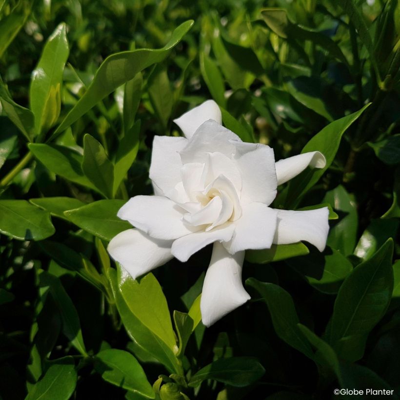 Gardenia hybride Fool Proof (Bloei)