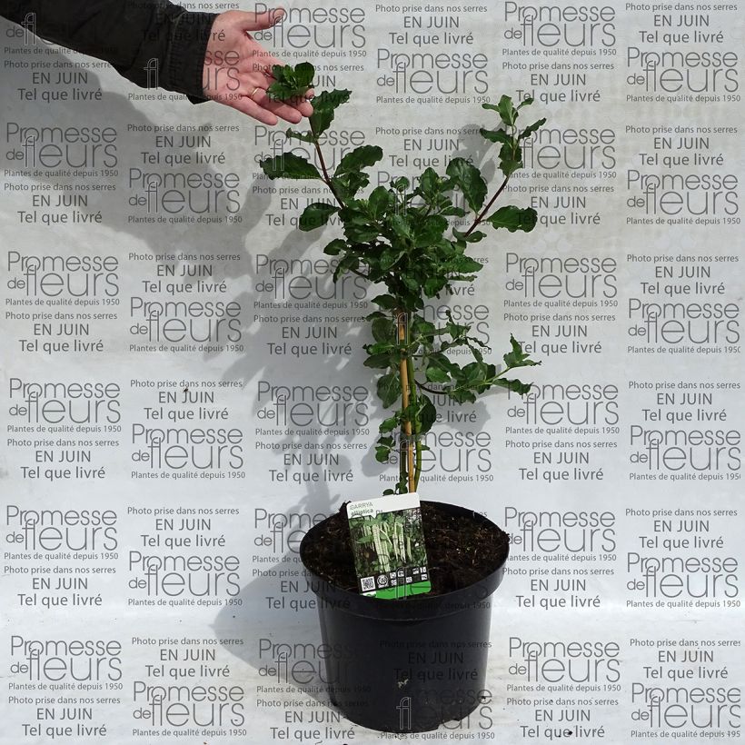 Example of Garrya elliptica - Garrya à feuilles elliptiques Pot van 7,5 l/10 l as you get