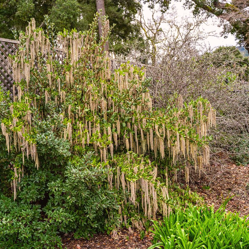 Garrya elliptica - Katjesstruik (Plant habit)