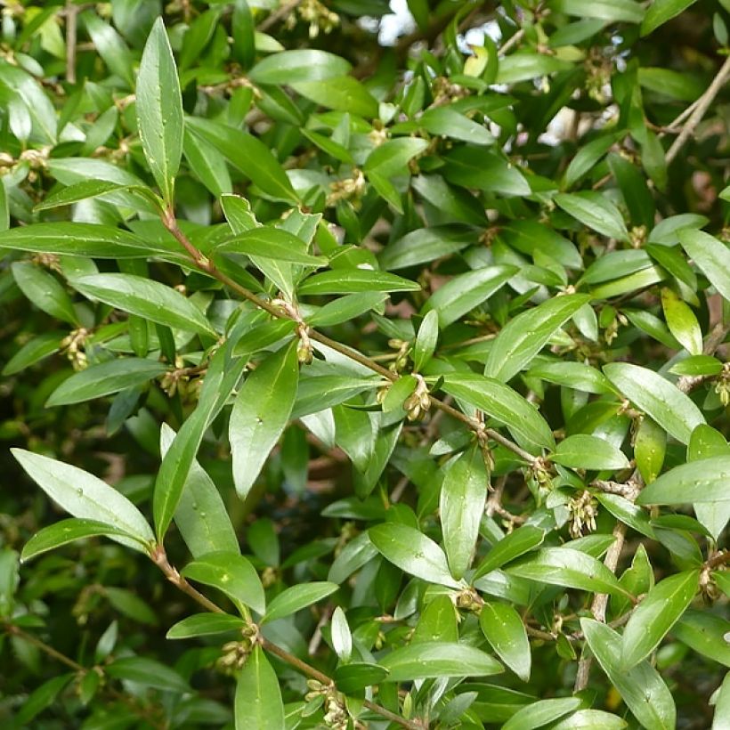 Garrya thuretii - Katjesstruik (Foliage)