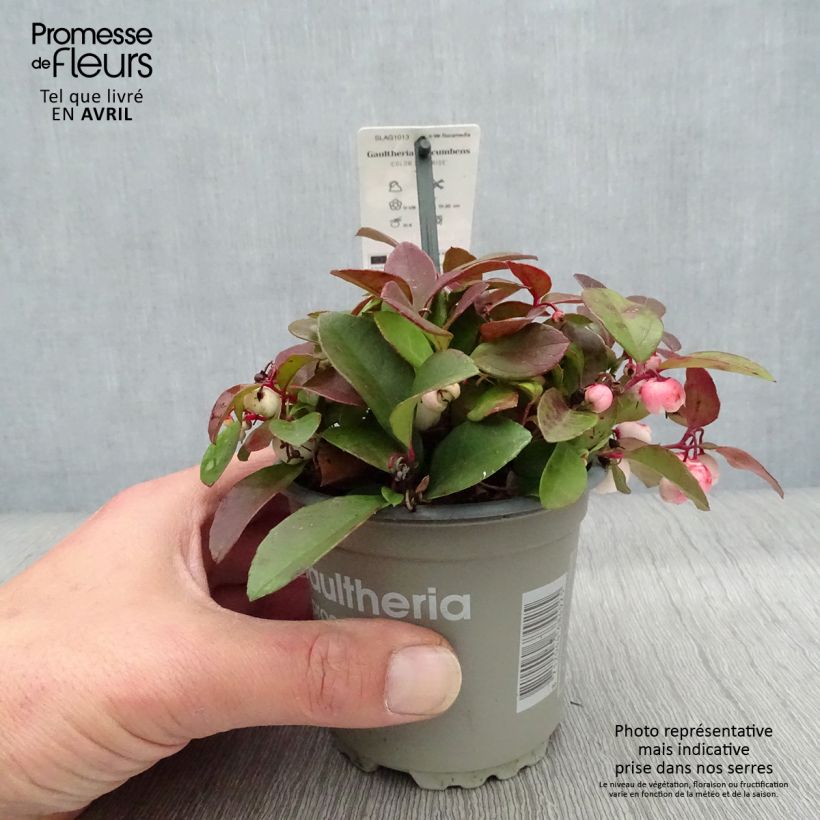 Exemplaar van Gaultheria procumbens Color Surprise - Bergthee Pot van 10 cm/11 cm zoals geleverd in de lente