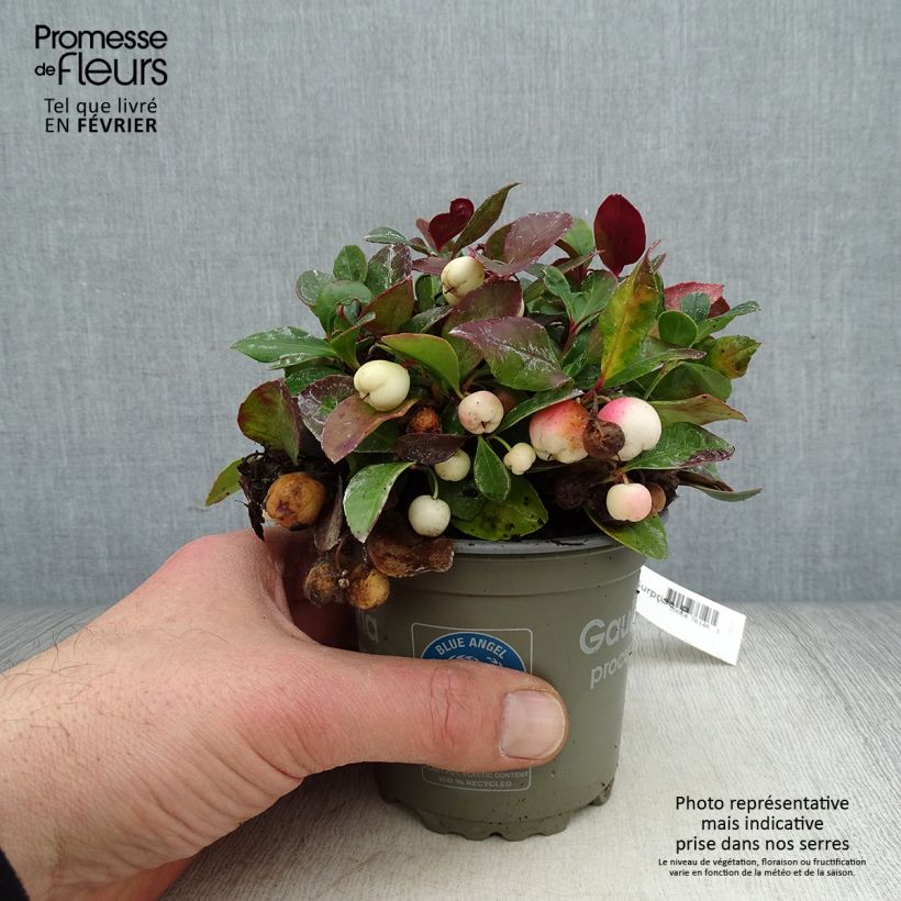 Example of Gaultheria procumbens Color Surprise  Pot van 10 cm/11 cm as you get in hiver