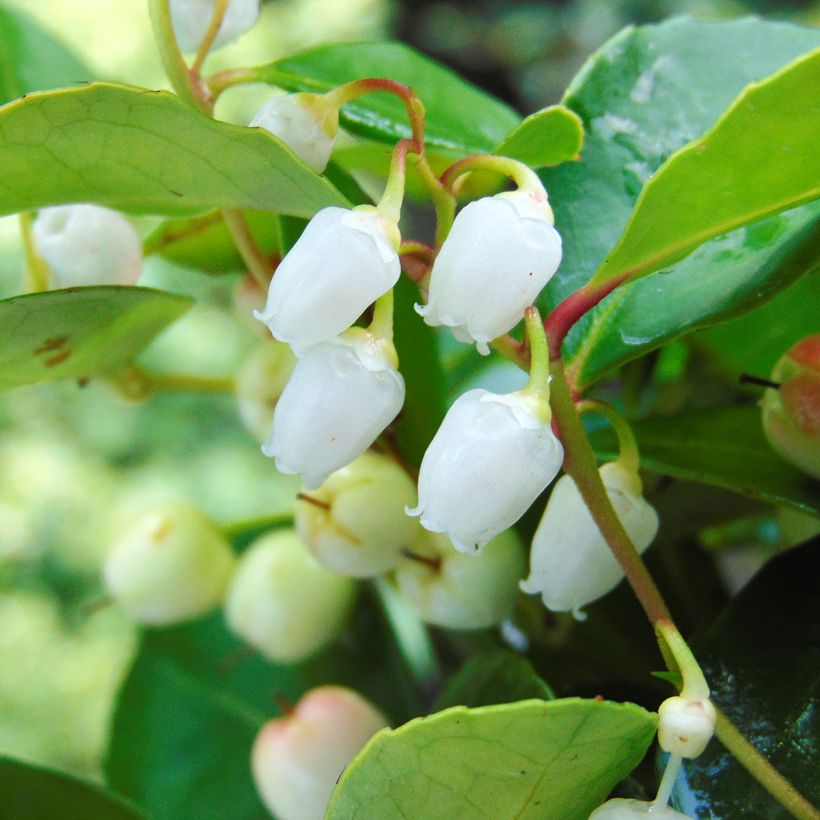 Gaultheria procumbens - Bergthee (Flowering)