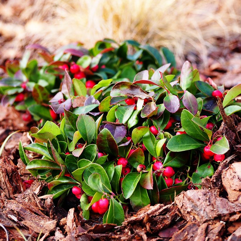 Gaultheria procumbens - Bergthee (Plant habit)
