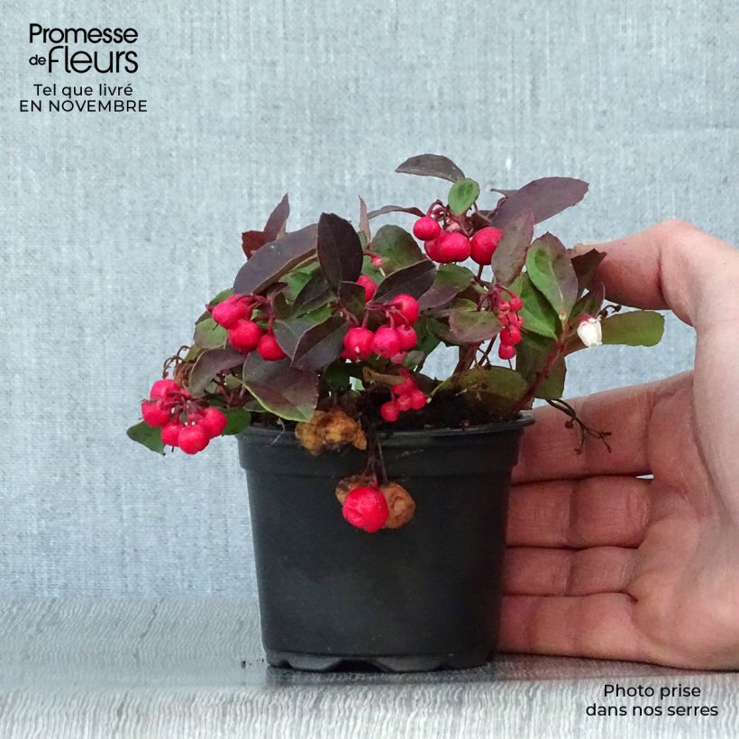 Exemplaar van Gaultheria procumbens - Bergthee Kweekpotje van 8/9 cm zoals geleverd in de herfst