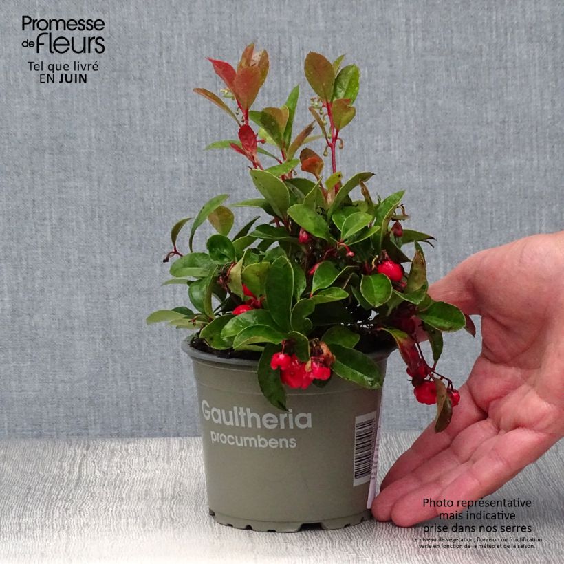 Exemplaar van Gaultheria procumbens - Bergthee Kweekpotje van 8/9 cm zoals geleverd in de zomer