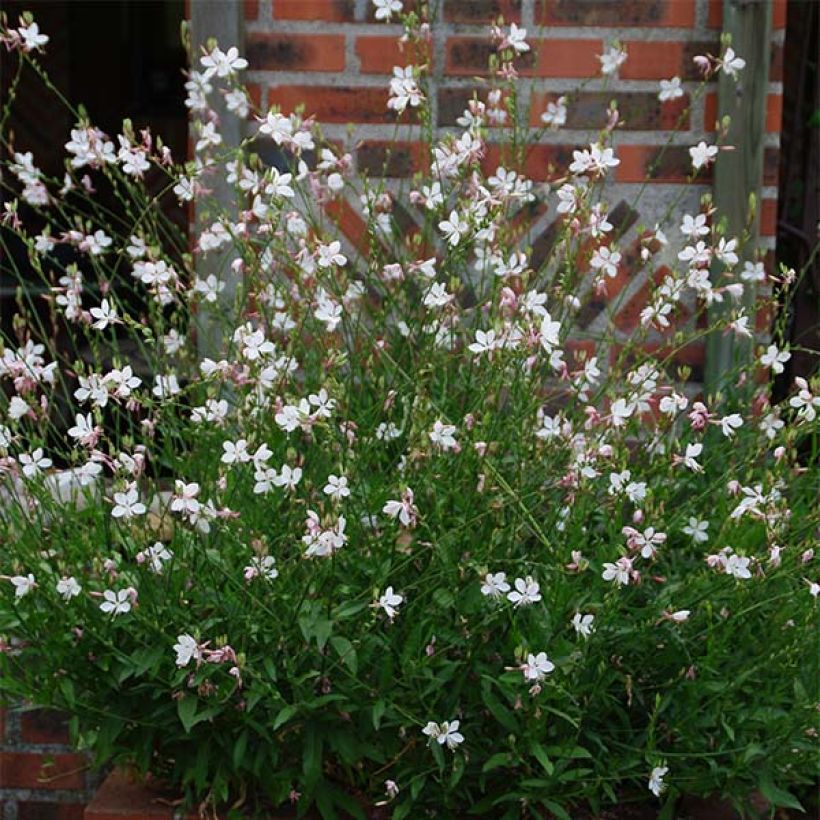 Gaura lindheimeri Wit - Prachtkaars (Plant habit)