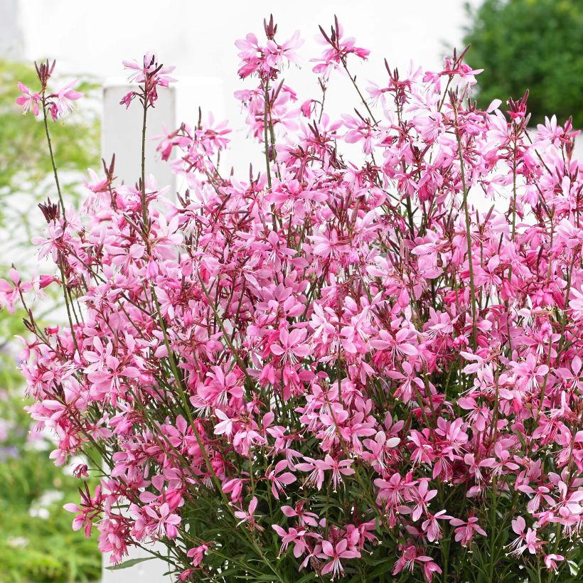 Gaura lindheimeri Baby Butterfly Dark Pink - Prachtkaars (Flowering)