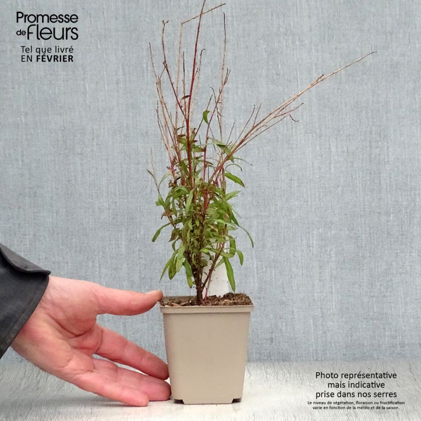 Example of Gaura lindheimeri Baby Butterfly Dark Pink - Gaura de Lindheimer nain Kweekpotje van 8/9 cm as you get in hiver