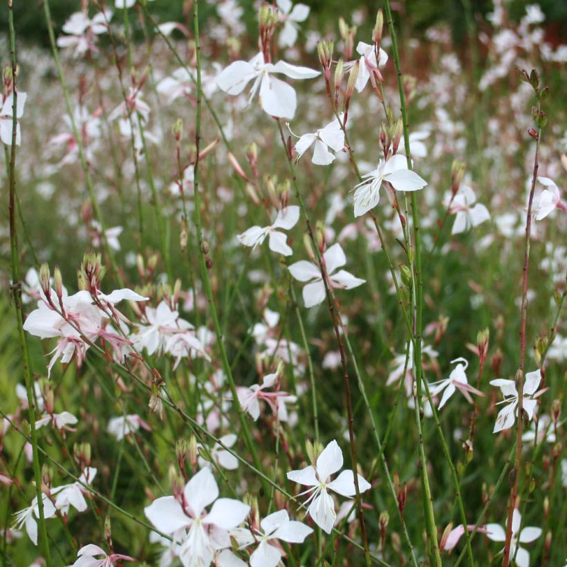 Gaura lindheimeri Wit - Prachtkaars (Flowering)