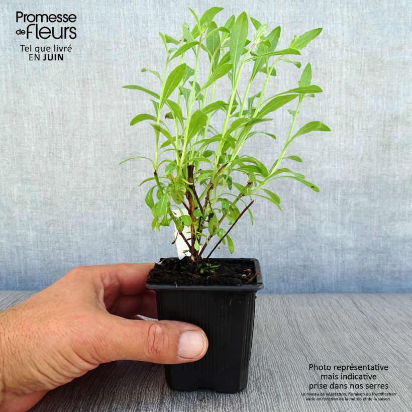 Exemplaar van Gaura lindheimeri Wit - Prachtkaars Kweekpotje van 7/8 cm zoals geleverd in de zomer