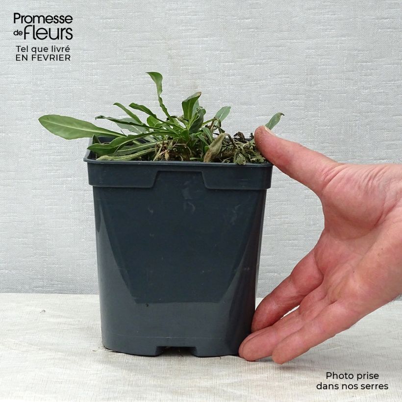 Example of Gaura lindheimeri Blanche - Gaura de Lindheimer  Pot van 2 l/3 l as you get in hiver